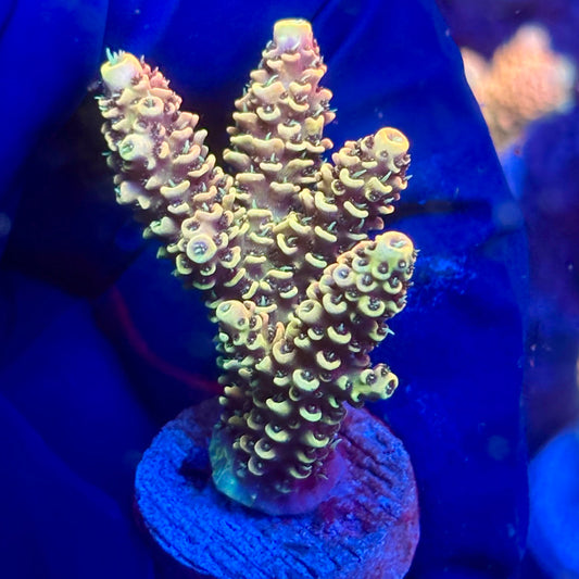 Y3-B07-M10 || KFC Solomon Island Millepora SPS Frag WYSIWYG