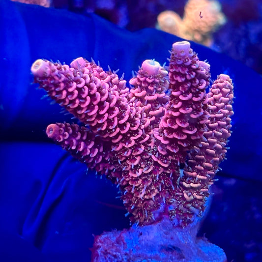 Y3-C01-M10 || KFC Solomon Island Millepora SPS Frag WYSIWYG