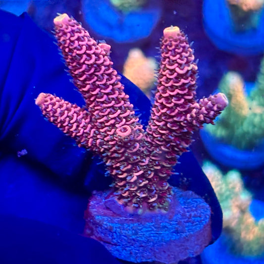 Y3-C02-M10 || KFC Solomon Island Millepora SPS Frag WYSIWYG