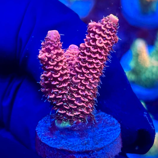 Y3-C03-M10 || KFC Solomon Island Millepora SPS Frag WYSIWYG