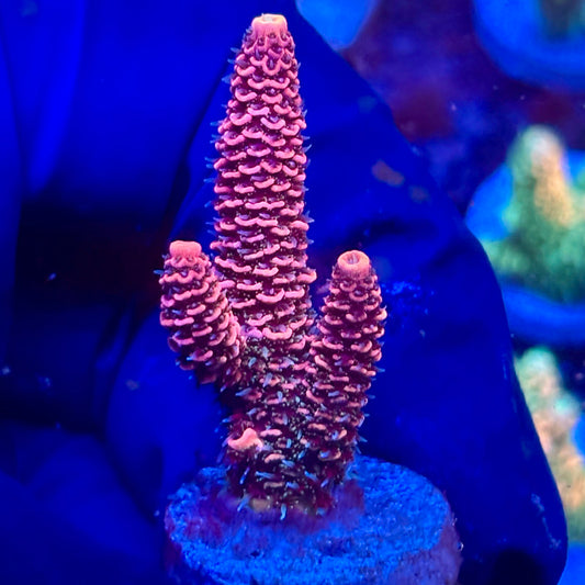 Y3-C04-M10 || KFC Solomon Island Millepora SPS Frag WYSIWYG