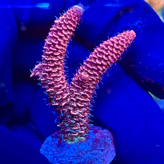 Y3-C05-M10 || KFC Solomon Island Millepora SPS Frag WYSIWYG