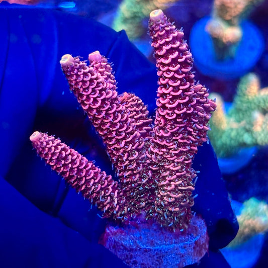 Y3-C06-M10 || KFC Solomon Island Millepora SPS Frag WYSIWYG