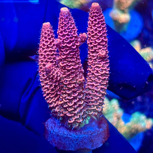 Y3-C07-M10 || KFC Solomon Island Millepora SPS Frag WYSIWYG
