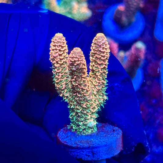 Y3-D01-M10 || KFC Solomon Island Millepora SPS Frag WYSIWYG