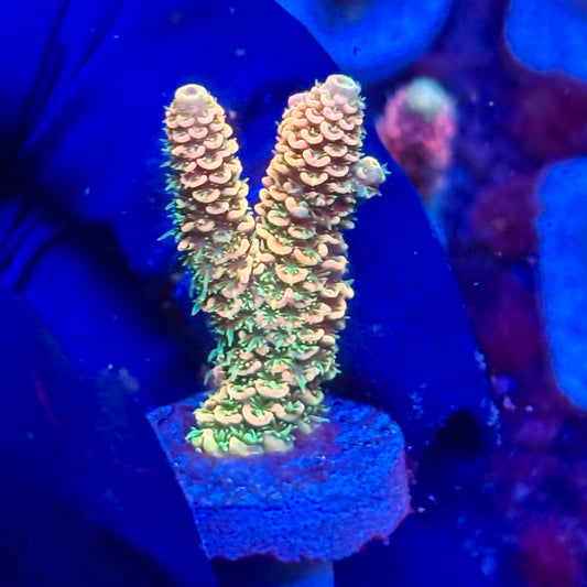 Y3-D02-M10 || KFC Solomon Island Millepora SPS Frag WYSIWYG