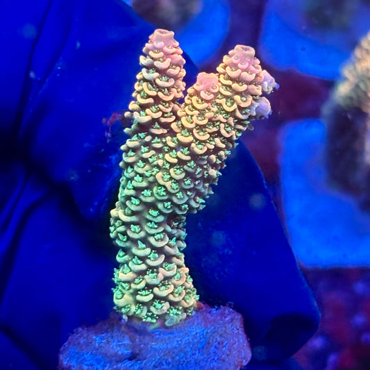 Y3-D03-M10 || KFC Solomon Island Millepora SPS Frag WYSIWYG