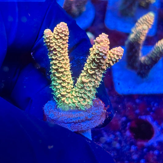 Y3-D04-M10 || KFC Solomon Island Millepora SPS Frag WYSIWYG