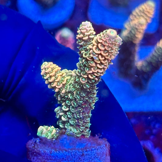 Y3-D05-M10 || KFC Solomon Island Millepora SPS Frag WYSIWYG
