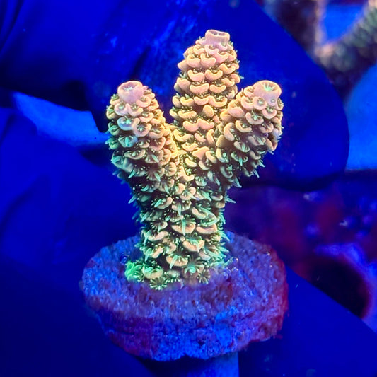 Y3-D06-M10 || KFC Solomon Island Millepora SPS Frag WYSIWYG