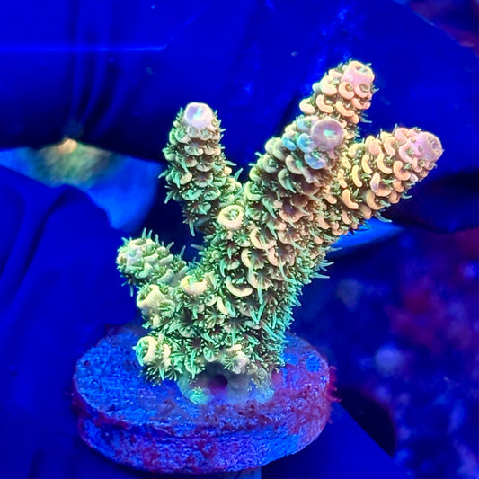 Y3-D07-M10 || KFC Solomon Island Millepora SPS Frag WYSIWYG