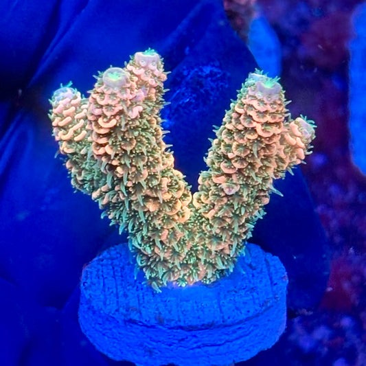 Y3-E01-M10 || KFC Solomon Island Millepora SPS Frag WYSIWYG