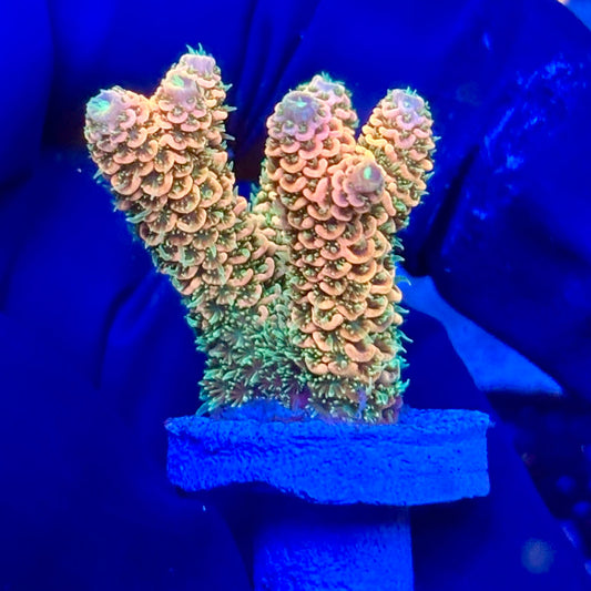 Y3-E02-M10 || KFC Solomon Island Millepora SPS Frag WYSIWYG