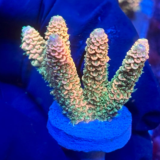 Y3-E03-M10 || KFC Solomon Island Millepora SPS Frag WYSIWYG