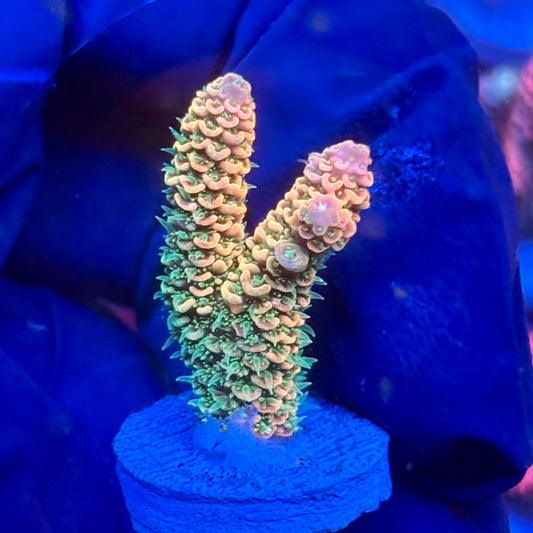 Y3-E04-M10 || KFC Solomon Island Millepora SPS Frag WYSIWYG