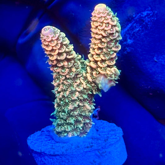 Y3-E05-M10 || KFC Solomon Island Millepora SPS Frag WYSIWYG