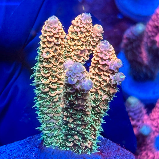 Y3-E06-M10 || KFC Solomon Island Millepora SPS Frag WYSIWYG