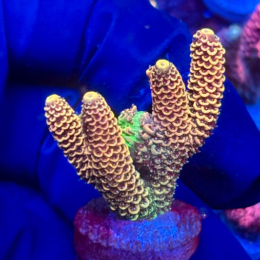 Y3-E07-M10 || KFC Solomon Island Millepora SPS Frag WYSIWYG
