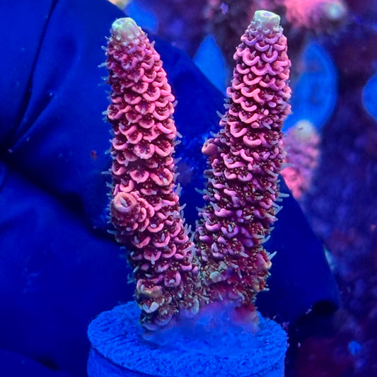 Y3-F01-M10 || KFC Solomon Island Millepora SPS Frag WYSIWYG