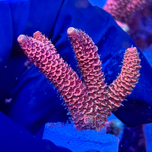 Y3-F02-M10 || KFC Solomon Island Millepora SPS Frag WYSIWYG