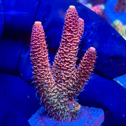 Y3-F03-M10 || KFC Solomon Island Millepora SPS Frag WYSIWYG