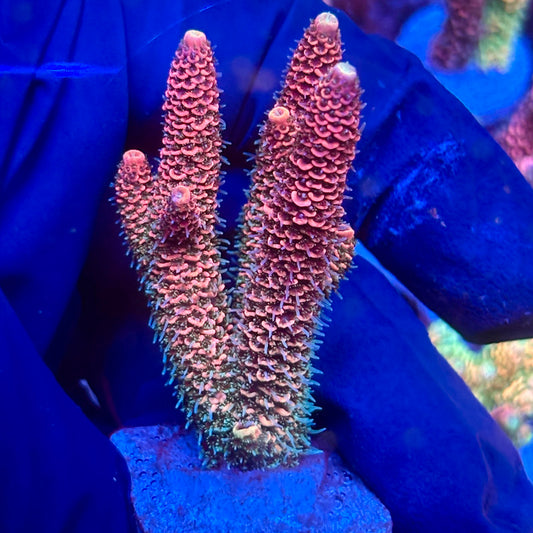 Y3-F04-M10 || KFC Solomon Island Millepora SPS Frag WYSIWYG