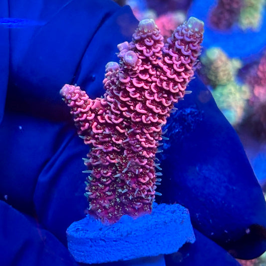 Y3-F05-M10 || KFC Solomon Island Millepora SPS Frag WYSIWYG