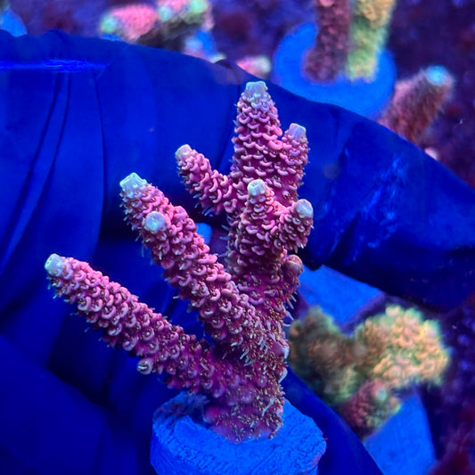 Y3-F06-M10 || KFC Solomon Island Millepora SPS Frag WYSIWYG