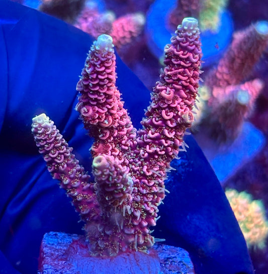 Y3-F07-M10 || KFC Solomon Island Millepora SPS Frag WYSIWYG
