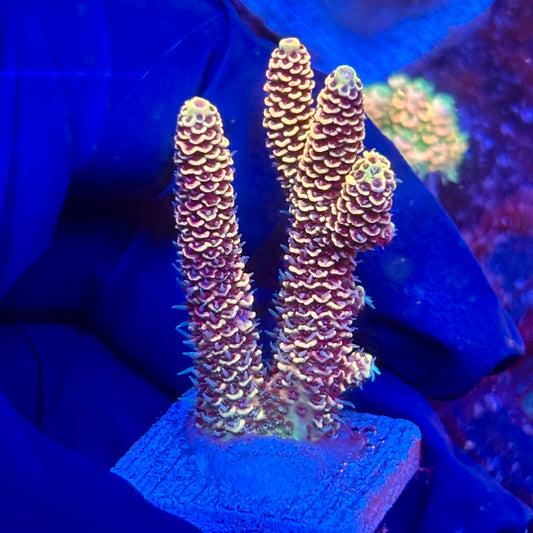 Y3-G01-M10 || KFC Solomon Island Millepora SPS Frag WYSIWYG