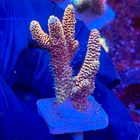 Y3-G02-M10 || KFC Solomon Island Millepora SPS Frag WYSIWYG