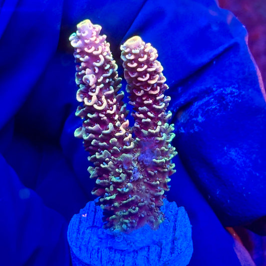 Y3-G03-M10 || KFC Solomon Island Millepora SPS Frag WYSIWYG