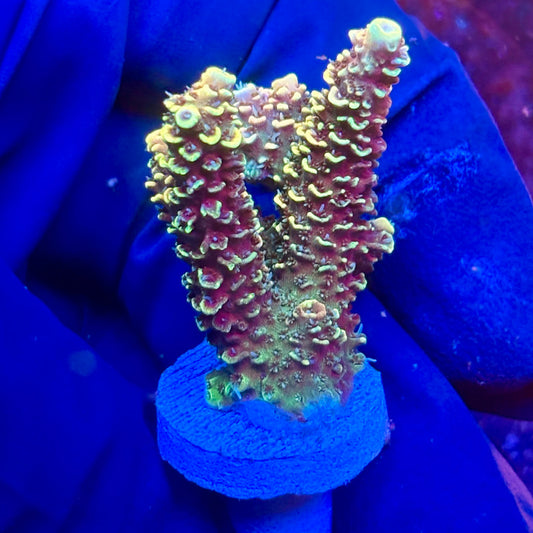 Y3-G04-M10 || KFC Solomon Island Millepora SPS Frag WYSIWYG