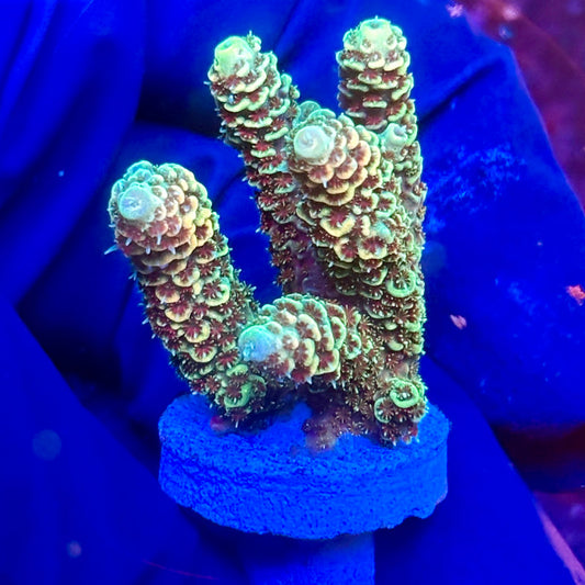 Y3-G05-M10 || KFC Solomon Island Millepora SPS Frag WYSIWYG