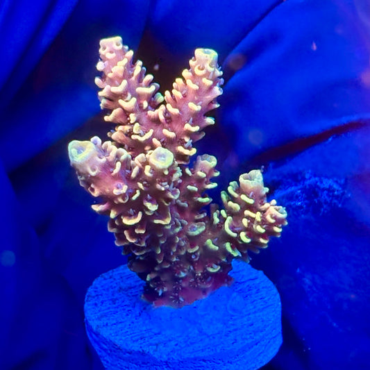 Y3-G06-M10 || KFC Solomon Island Millepora SPS Frag WYSIWYG