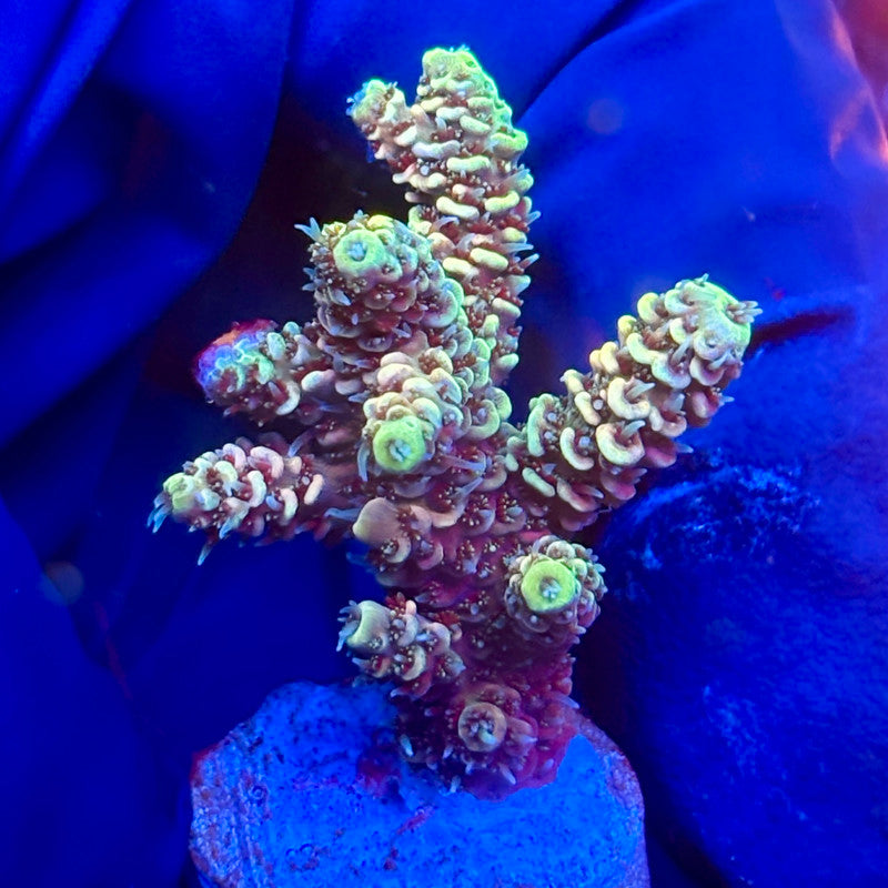 Y3-G07-M10 || KFC Solomon Island Millepora SPS Frag WYSIWYG