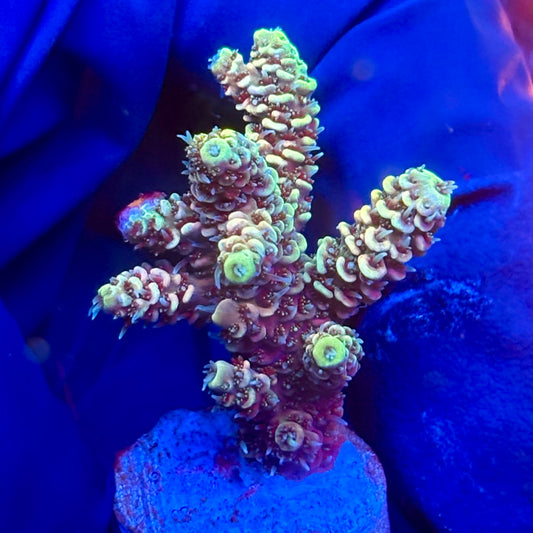 Y3-G07-M10 || KFC Solomon Island Millepora SPS Frag WYSIWYG