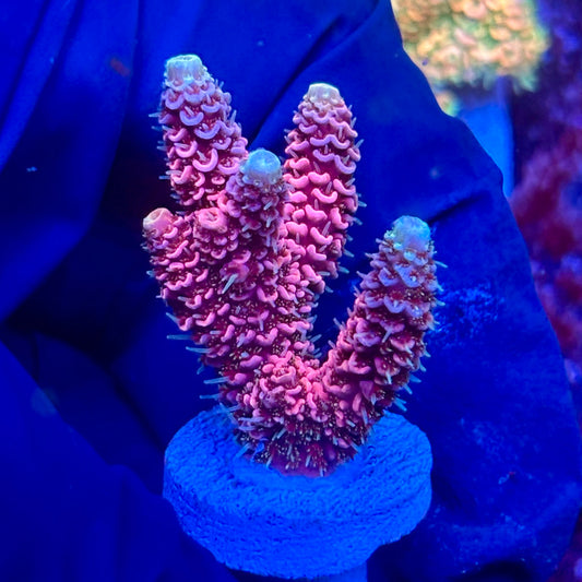 Y3-H01-M10 || KFC Solomon Island Millepora SPS Frag WYSIWYG