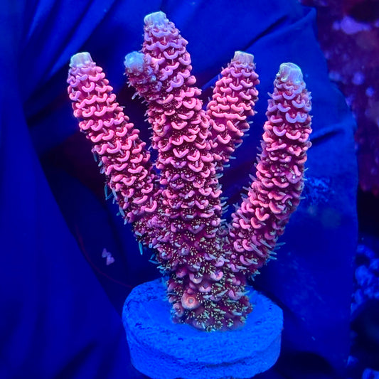 Y3-H02-M10 || KFC Solomon Island Millepora SPS Frag WYSIWYG