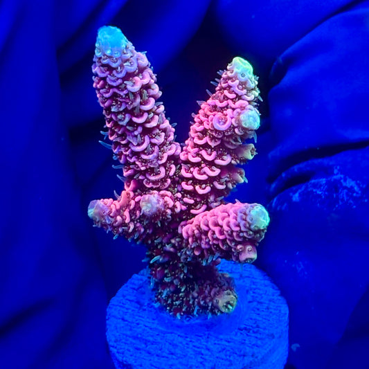 Y3-H03-M10 || KFC Solomon Island Millepora SPS Frag WYSIWYG