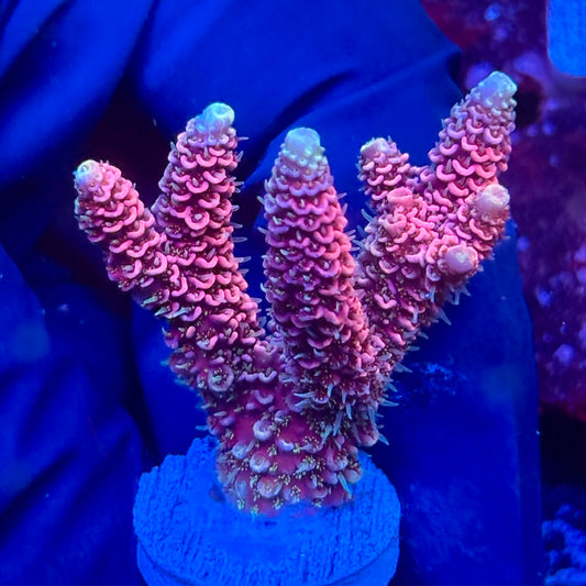 Y3-H04-M10 || KFC Solomon Island Millepora SPS Frag WYSIWYG