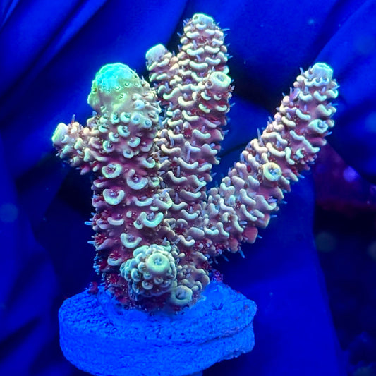 Y3-H06-M10 || KFC Solomon Island Millepora SPS Frag WYSIWYG