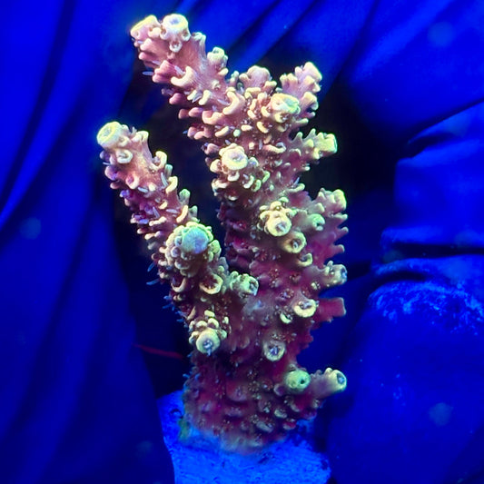Y3-H07-M10 || KFC Solomon Island Millepora SPS Frag WYSIWYG