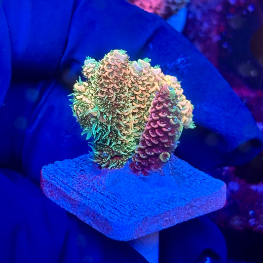 Y3-I01-M10 || KFC Solomon Island Millepora SPS Frag WYSIWYG