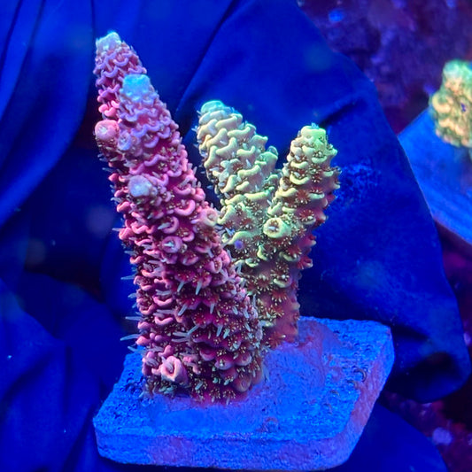 Y3-I02-M10 || KFC Solomon Island Millepora SPS Frag WYSIWYG