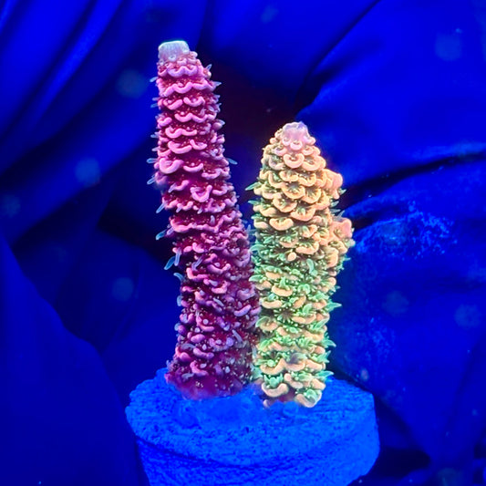 Y3-I03-M10 || KFC Solomon Island Millepora SPS Frag WYSIWYG