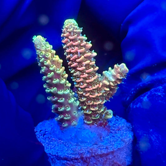 Y3-I04-M10 || KFC Solomon Island Millepora SPS Frag WYSIWYG