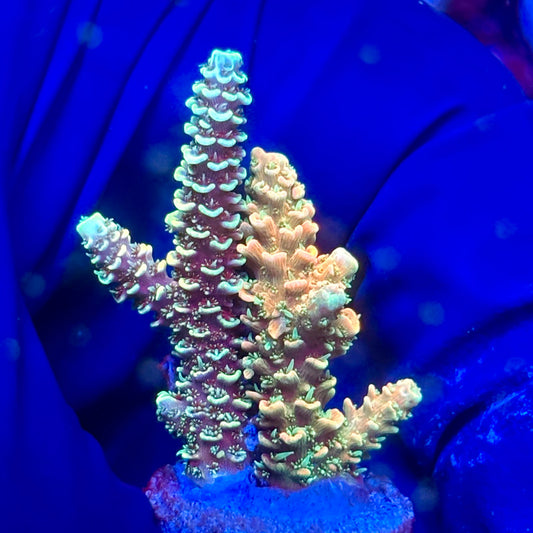 Y3-I05-M10 || KFC Solomon Island Millepora SPS Frag WYSIWYG