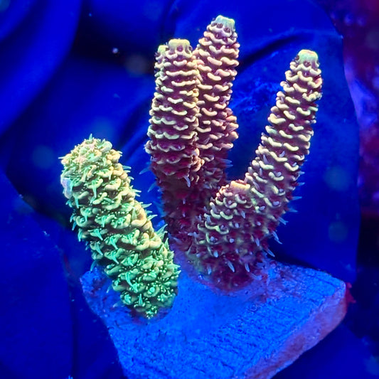 Y3-I06-M10 || KFC Solomon Island Millepora SPS Frag WYSIWYG