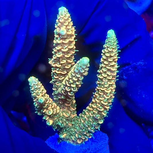 Y3-I07-M10 || KFC Solomon Island Millepora SPS Frag WYSIWYG